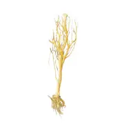 Assorted Bare Root Tree Driftwood 30cm For Fish Shrimp Snail Tank Aquarium