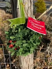 New Kurt Adler 5" Christmas Kissing Ball/Kisses Ornament! Mistletoe-Red Berry!
