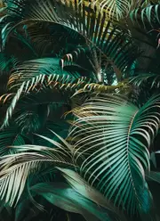 [Namly Design] Poster – Coconut leaves