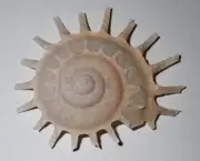 67 mm GREAT Stellaria Solaris Carrier Seashell Racha Island Phuket Thailand