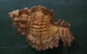 Chicoreus laciniatus 63.3 mm F+++/GEM bigger size unusual looks pattern WOW!!!