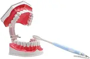 1pc Dental Model Implant Teeth Standard Removable Model with Toothbrush Children's Early Education Teaching Model Training Tool