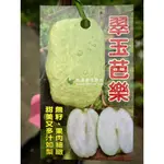 翠玉芭樂 全無子品種 金賀呷芭樂 無子芭樂 脆甜 無籽 翠玉拔 龍鳳拔 芭樂苗 樹苗 盆栽 靠接苗 非 水蜜 帝王 珍翠