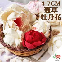 在飛比找momo購物網優惠-【極度花燥】蓪草牡丹花 小牡丹4CM(花材)