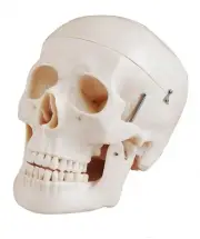 Anatomical Life Size Human Skeleton Skull Model