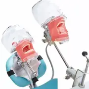 Dental Simulator Manikin Phantom Head Model Teeth Model for Training Practice US