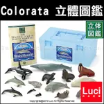 海洋生物 13件組 COLORATA 立體圖鑑 教學模型 鯨魚 海豹 海狗 海獺 海洋世界 生物科學 LUCI日本代購