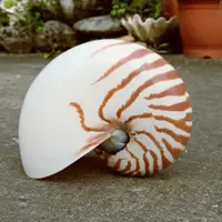 在飛比找蝦皮購物優惠-貝殼中的潛水艇 鸚鵡螺
