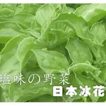 【全館590免運】日本冰菜(水晶冰花)種子