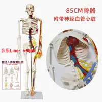 在飛比找樂天市場購物網優惠-【最低價】【公司貨】GX85cm人體骨骼模型帶心臟血管神經可
