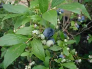 Buy Blueberry Blue Rose Plants (Vaccinium corymbosum)