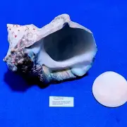 Turbo marmoratus 164mm Natural Turban Shell Sea shells