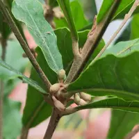 在飛比找蝦皮購物優惠-元茂園藝龍潭聖亭路園區 果樹 神秘果 三年盆栽 半日照全日照