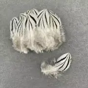 100 Pcs 5-10CM/2-4Inch Natural Plumes Silver Pheasant Tail Feathers For Crafts