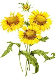 DOTUIARG 30cm(11.81 Inch) Sunflower Bouquet Hand-Painted Flower Sticker for Kid's Bedroom Toilet Frige Decal Removable Decor Decals