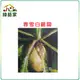 【綠藝家】大包裝C02.春雪白蘿蔔種子180克(約16000顆)