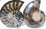 Large Black Ammonite Pair Deep Crystals 110myo FOSSIL 165mm 6.5" 9571aa