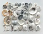 41 Natural Oyster Clam Shell pearlescent frag beach seashells jewelry craft USA