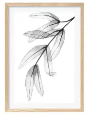 [Profile Australia] Australian Made Transparent Eucalyptus Feather Leaves Art Print A2 in Natural Frame