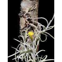 在飛比找蝦皮購物優惠-空鳳 克洛卡塔  Tristis Tillandsia cr