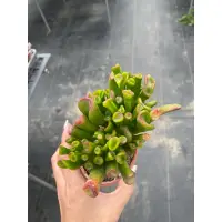 在飛比找蝦皮購物優惠-【悠悅多肉】《史瑞克》3吋盆 多肉植物 現貨