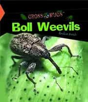 Boll Weevils