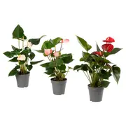 ANTHURIUM potted plant, assorted colours, 12 cm