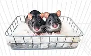 JSLZF Rat Cage Platform Accessories Hanging Ledge Metal Ferret Hammock Squirrel Cage Bed for Hamster, Sugar Glider, Small Animal Habitat - Blue