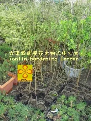 ╭☆東霖園藝☆╮水果苗(土梅)梅花---工程.土地變更.檢查.稼接專用-