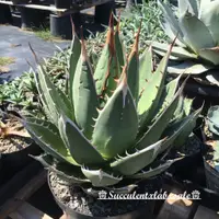 在飛比找蝦皮購物優惠-♕succulentxlabxsale♕龍舌蘭 Agave 