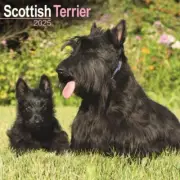 Scottish Terrier Calendar 2025 - Square Wall Calendar