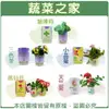 【蔬菜之家】iPlant易開罐花卉-貓薄荷、三色堇、小品菊、鳳仙花、天竺葵