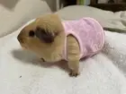 guinea pig clothes arabesque pattern pink shirt japan cavy small pet F/S