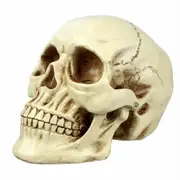 Only 1pc Human Size Head Skeleton Halloween Human Skeleton Head Body Model Life Size Model House Prop Medical AU
