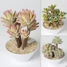 Artificial Succulent Plants Bonsai Lotus Landscape Decorative Flower with Pot