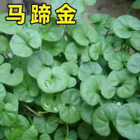 在飛比找蝦皮購物優惠-現貨、種子 草坪種籽馬蹄金種子小金錢草種子荷苞草餛飩草金鎖匙