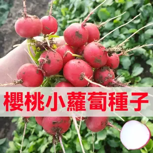 櫻桃紅蘿蔔種子 櫻桃白蘿蔔種子 進口蘿蔔種子 菜種子 四季播種蔬菜種子 陽臺盆栽種