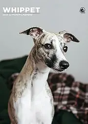 Whippet Calendar 2026 – A Year of Grace and Elegance