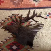 Elk-Metal Wall Art-14" X 13''-Indoor/Outdoor(@@)-USA