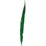 20" to 30" Lady Amherst Pheasant Side Tail Feather - Green