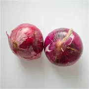 Onion - Amposta Purple seeds