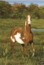 Pinto Horse Garden Flag EG 14824