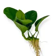 Anubias Jenny For Fish Shrimp Snail Tank Aquarium