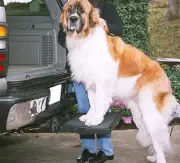 Otto Dog Pet Step-Hitch Platform Stair Ramp Truck SUV