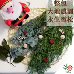 大地農園 永生 雪松 原裝包 極度花燥 永生雪松 諾貝松 聖誕樹 花圈 葉材 乾燥花 整包 永生花 聖誕節