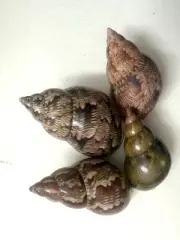 4x South Australian Sea Shells Natural - Hermit Crab Home,Decor,Arts & Crafts