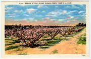 Linen Postcard "Sunrise in Early Spring Showing Peach Trees in Blossom"