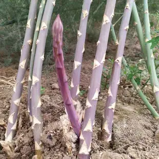 蘆筍苗 3年蘆筍根苗 綠蘆筍蔬菜苗 紫蘆筍蔬菜根莖 四季種植種苗陽台盆栽綠植家庭蔬菜苗