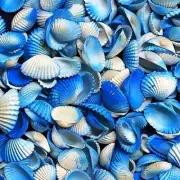 Blue Ark White Shells For Crafts Art Decor Natural Sea Shell approx.500 pcs