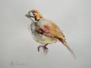 Thrush, Birds, Watercolor artwork, Handmade, Original painting on paper